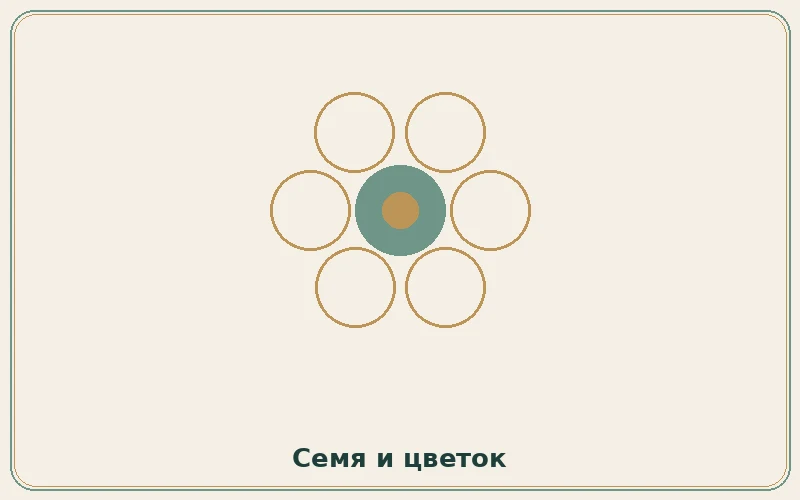 Иллюстрация: семя и цветок